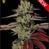 King's Kush Auto - Feminised - Green House 2 King's Kush Auto - Feminised - Green House -Uitgelichte Plantenzaadwinkel kingskush auto greenhouse seeds 1