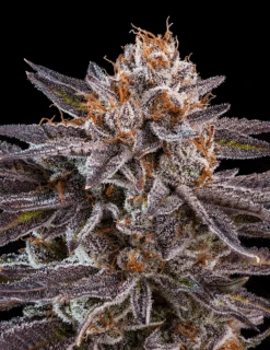 OMG -5PACK - Feminised - Ripper Seeds
