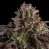 Auto K-MintZ - 5-pack - Feminised - Ripper Seeds 1 Auto K-MintZ - 5-pack - Feminised - Ripper Seeds -Uitgelichte Plantenzaadwinkel kmintz auto feminized cannabis seeds