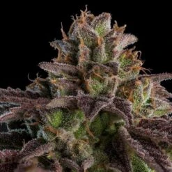 Auto K-MintZ - 5-pack - Feminised - Ripper Seeds