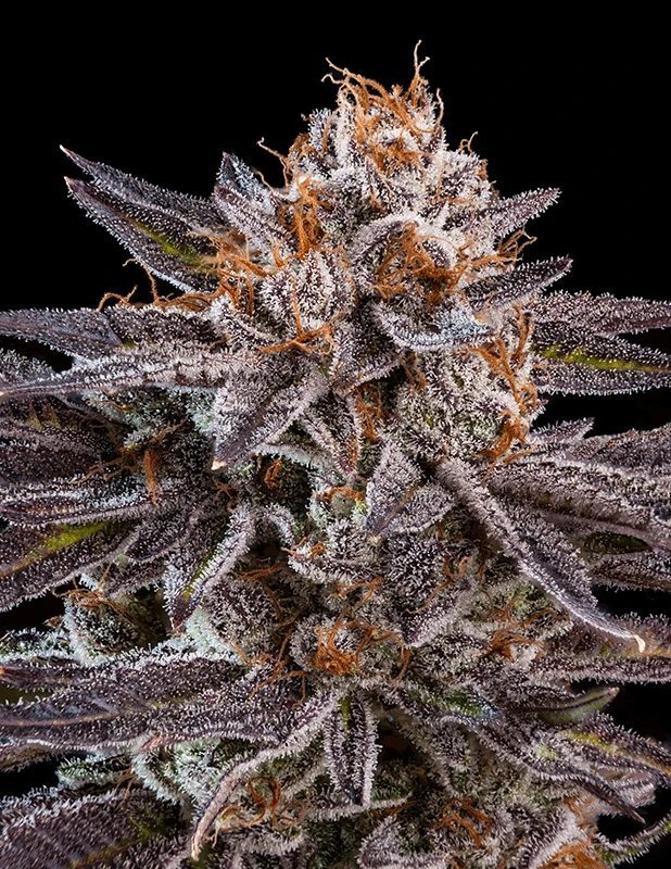 OMG -5PACK - Feminised - Ripper Seeds 3 OMG -5PACK - Feminised - Ripper Seeds