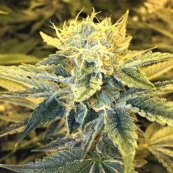 Knightsbridge OZ - 10PACK - Regular - Lady Sativa Genetics