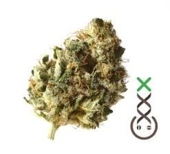 Kosher Choco Kush - Feminised - Amsterdam Genetics