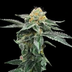 Kosher Cookies - 6-pack - Feminised - DNA Genetics