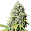 Kosher Haze - 5-pack - Feminised - Super Sativa Seed Club -Uitgelichte Plantenzaadwinkel kosher haze