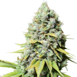 Kosher Haze - 5-pack - Feminised - Super Sativa Seed Club