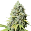 Kosher Haze - 12-pack - Regular - Super Sativa Seed Club -Uitgelichte Plantenzaadwinkel kosher haze 1