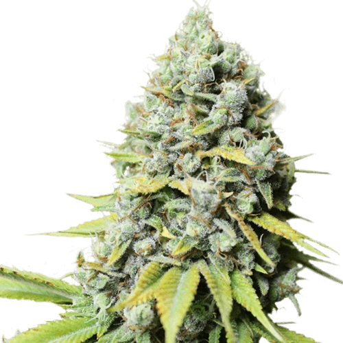Kosher Haze - 12-pack - Regular - Super Sativa Seed Club 3 Kosher Haze - 12-pack - Regular - Super Sativa Seed Club