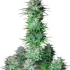 Kosher Cake Auto - 5-pack - Feminised - Fast Buds Seeds