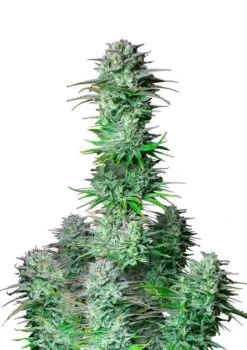 Kosher Cake Auto - 5-pack - Feminised - Fast Buds Seeds