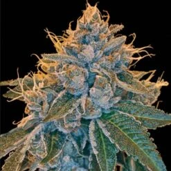 Kosher Kush - Feminised - Reserva Privada