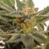 Kritic 70 Auto - 5PACK - Feminised - Kannabia Seeds