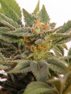 Kritic 70 Auto - 5PACK - Feminised - Kannabia Seeds