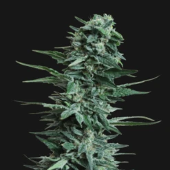 Kubansky Ubiyza - 5-pack - Feminised - Kalashnikov Seeds