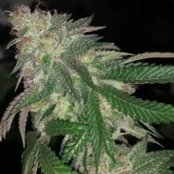 Kuntz - 5PACK - Feminised - Pheno Finder Seeds -Uitgelichte Plantenzaadwinkel kuntz cannabis seeds