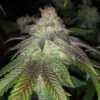 Kuntz - 5PACK - Feminised - Pheno Finder Seeds -Uitgelichte Plantenzaadwinkel kuntz cannabis seeds amsterdam
