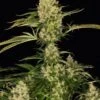 Kushage - 5-pack - Feminised - T.H.Seeds