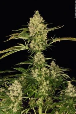Kushage - 5-pack - Feminised - T.H.Seeds