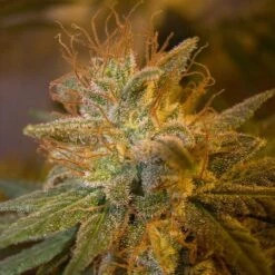 Kushberry - Feminised - DNA Genetics