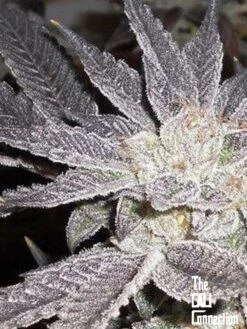 LA Affie - 6-pack - Feminised - Cali Connection -Uitgelichte Plantenzaadwinkel la affie cali connection