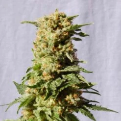 La Blanca - 5PACK - Feminised - Kannabia Seeds