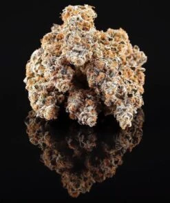 La Bomba - Feminised - Compound Genetics -Uitgelichte Plantenzaadwinkel la bomba 2