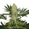 La Cucaracha - 5PACK - Feminised - Super Strains -Uitgelichte Plantenzaadwinkel la cucaracha super strainskopie