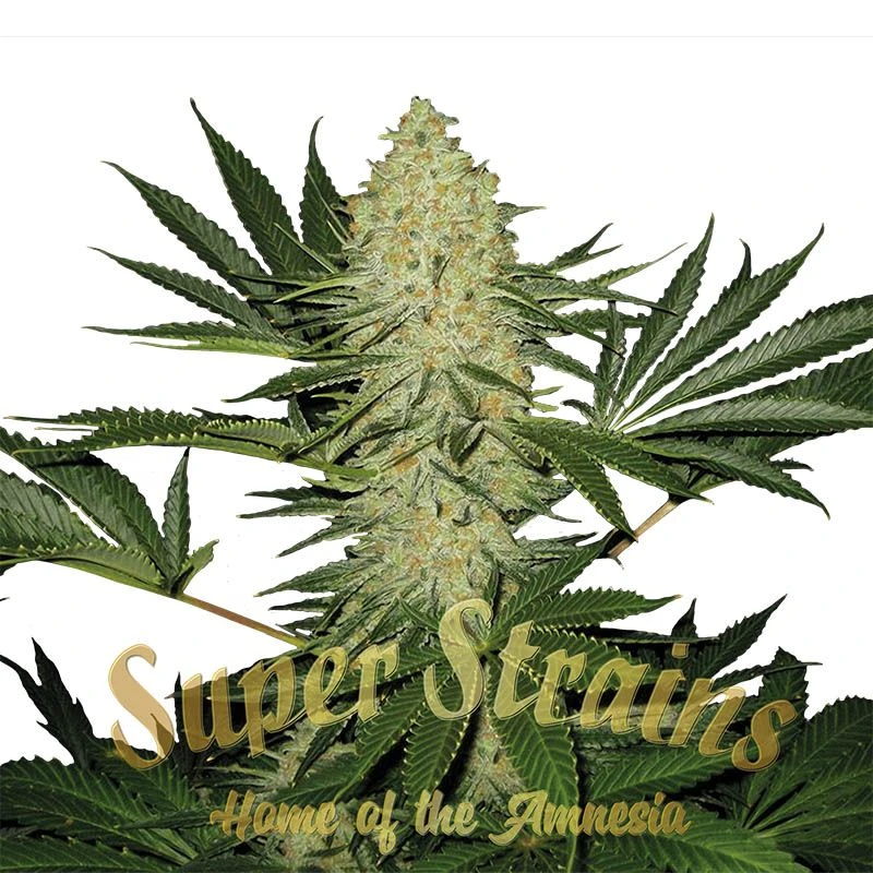 La Cucaracha - 5PACK - Feminised - Super Strains 3 La Cucaracha - 5PACK - Feminised - Super Strains