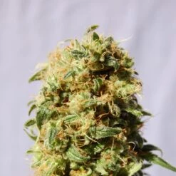 La Reina De África - 5PACK - Feminised - Kannabia Seeds