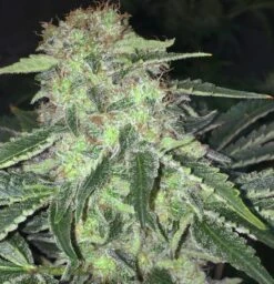 La S.A.G.E. CBD - 5PACK - Feminised - T.H.Seeds -Uitgelichte Plantenzaadwinkel la sage cbd