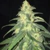 La S.A.G.E. CBD - 5PACK - Feminised - T.H.Seeds