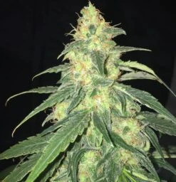La S.A.G.E. CBD - 5PACK - Feminised - T.H.Seeds