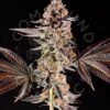 Chronic Cake - 7-pack - Feminised - Compound Genetics 1 Chronic Cake - 7-pack - Feminised - Compound Genetics -Uitgelichte Plantenzaadwinkel la bomba collection father 1