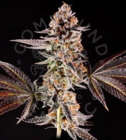 Chronic Cake - 7-pack - Feminised - Compound Genetics