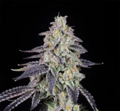 La Neta - 7-pack - Feminised - Compound Genetics