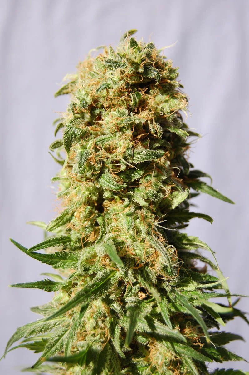 La Reina De África - 5PACK - Feminised - Kannabia Seeds 4 La Reina De África - 5PACK - Feminised - Kannabia Seeds - Afbeelding 2