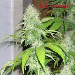 L.A. Woman - Feminised - DNA Genetics
