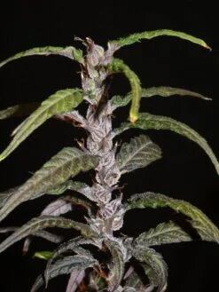 Lao Highland - 12-pack - Regular - Khalifa Genetics -Uitgelichte Plantenzaadwinkel lao highland sativa