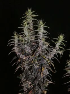 Lao Highland - 12-pack - Regular - Khalifa Genetics -Uitgelichte Plantenzaadwinkel laos muang sing f95 360kb