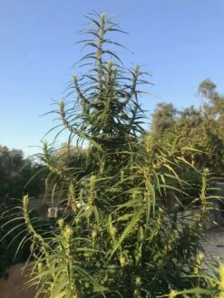 Lao Highland - 12-pack - Regular - Khalifa Genetics -Uitgelichte Plantenzaadwinkel laos muang sing heirloom outdoors 1