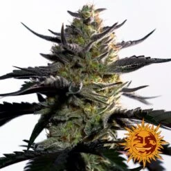 Blueberry OG - 5PACK - Feminised - Barney's Farm -Uitgelichte Plantenzaadwinkel large blueberry og 2 509003 2