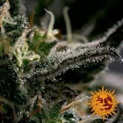 Blueberry OG - 5PACK - Feminised - Barney's Farm -Uitgelichte Plantenzaadwinkel large blueberry og 3 509004 2