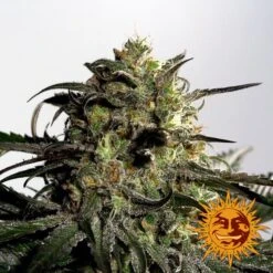 Blueberry OG - 5PACK - Feminised - Barney's Farm -Uitgelichte Plantenzaadwinkel large blueberry og 5 509004 2