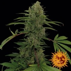 Critical Kush Auto - Feminised - Barney's Farm -Uitgelichte Plantenzaadwinkel large critical kush auto 1 644386