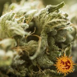 Critical Kush Auto - Feminised - Barney's Farm -Uitgelichte Plantenzaadwinkel large critical kush auto 3 028953