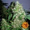 Critical Kush Auto - Feminised - Barney's Farm -Uitgelichte Plantenzaadwinkel large critical kush auto 4 028953