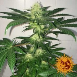 Critical Kush Auto - Feminised - Barney's Farm -Uitgelichte Plantenzaadwinkel large critical kush auto 5 028953