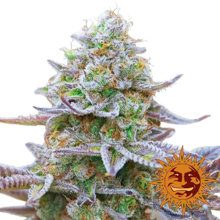 Gorilla Zkittlez - 5pack - Feminised - Barney's Farm 4 Gorilla Zkittlez - 5pack - Feminised - Barney's Farm - Afbeelding 2