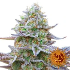 Gorilla Zkittlez - 3-pack - Feminised - Barney's Farm -Uitgelichte Plantenzaadwinkel large gorilla zkittlez 1 403899 2
