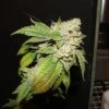 Larry OG Kush - Feminised - Cali Connection -Uitgelichte Plantenzaadwinkel larry og kush